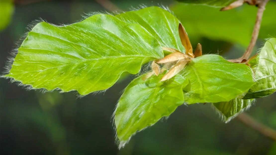 Beech leaves showing fine hairy leaves