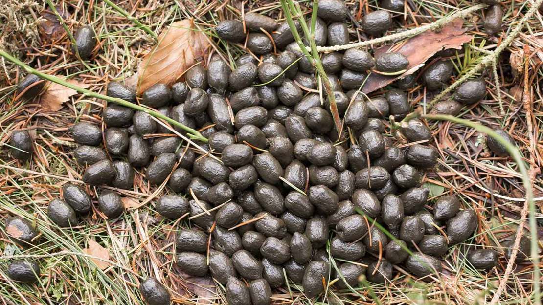 Deer poo on the ground