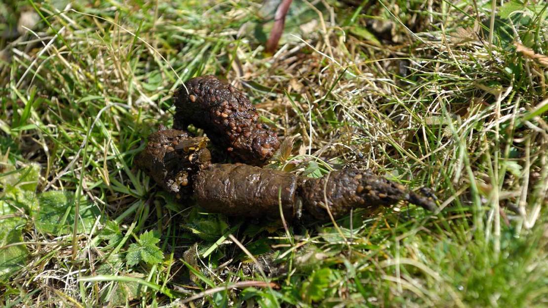 Fox poo with fruit seed remains on the grass