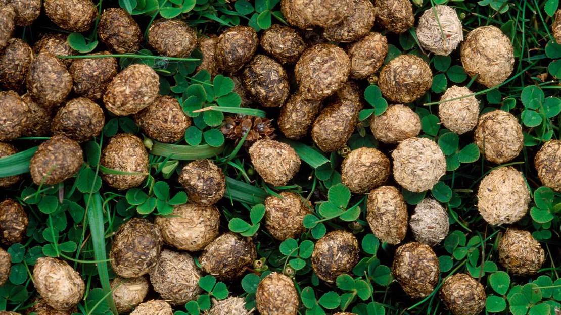 Rabbit poo pellets on grassland