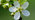 Plum flower close-up