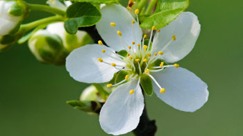 Plum flower close-up Plum flower close-up