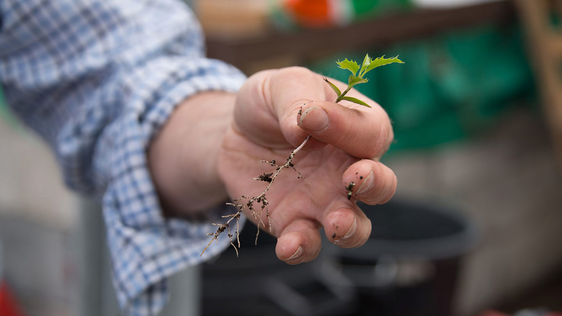 Hand holding a tiny native tree sapling