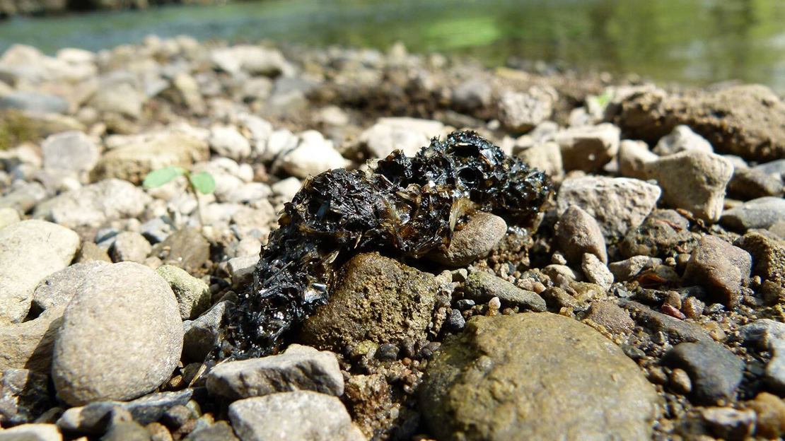 Otter spraint on rocky riverbank