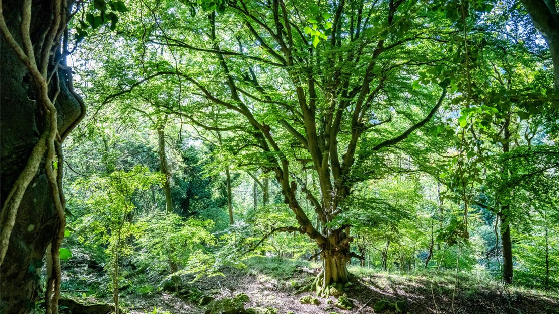 Mature tree in a summer woodland