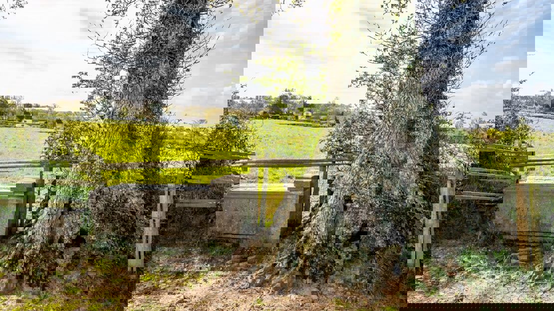 The broad trunk of a veteran tree stands in a fence line next to a water trough