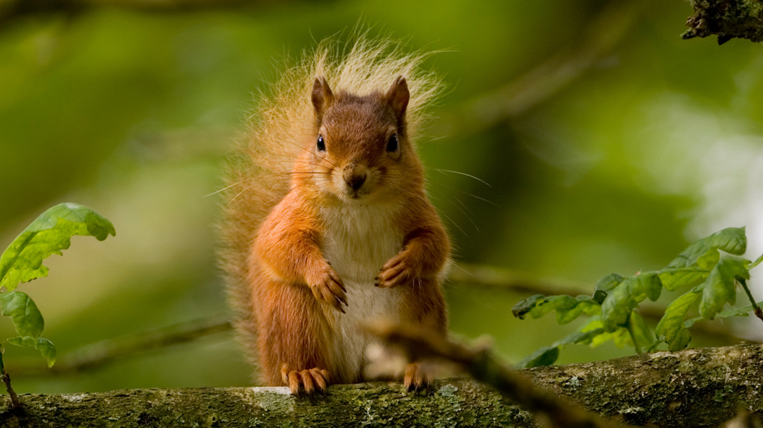 Red squirrel