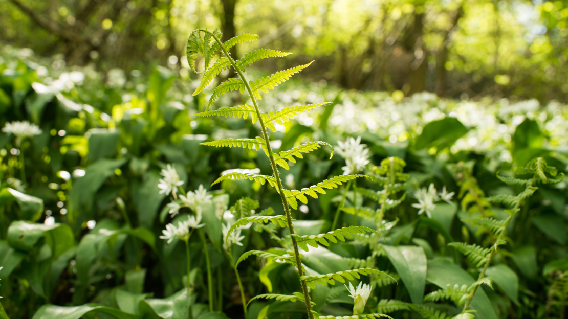 Carpet of wild garlic at Avoncliff