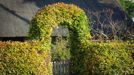 Beech Hedge Shaped To Form An Arch Over A Garden Gate