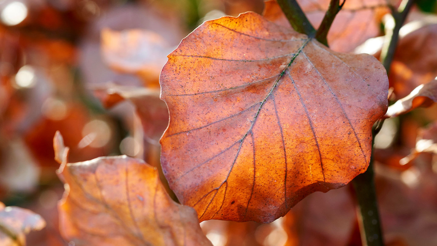 Best Native Hedge Plants What To Choose Woodland Trust