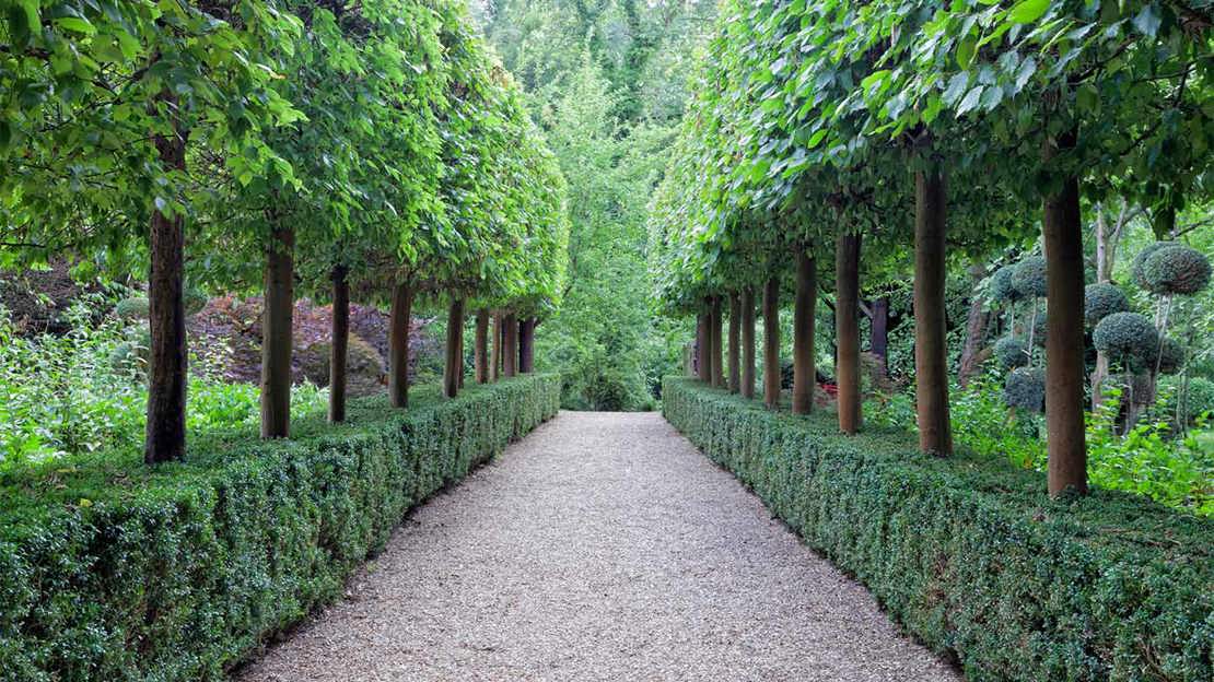 Best Native Hedge Plants: What To Choose - Woodland Trust