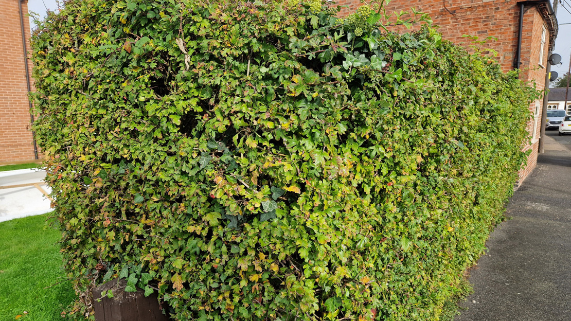 Spring Hedgerows Best Native Hedge Plants: What To Choose - Woodland Trust