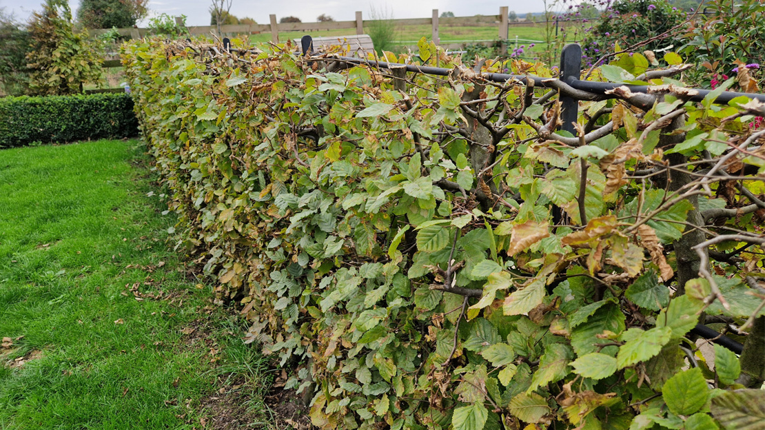 Hornbeam hedge in garden