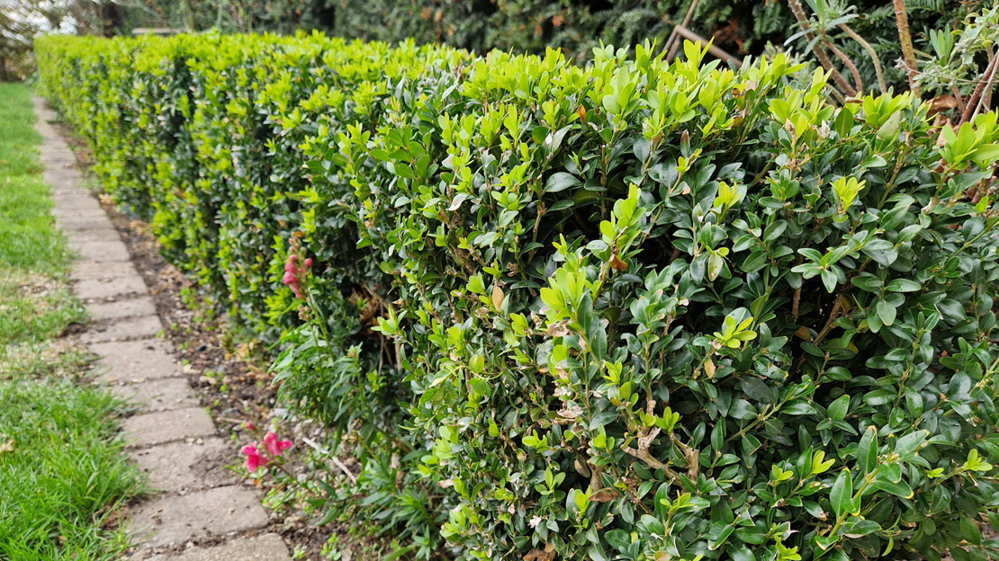 Best Native Hedge Plants: What To Choose - Woodland Trust