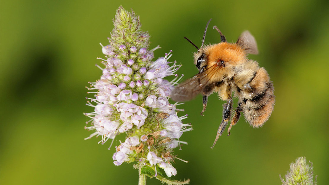 Types Of Bees In The UK How To Identify Woodland Trust types-of-bees-in-the-uk-how-to-identify-woodland-trust