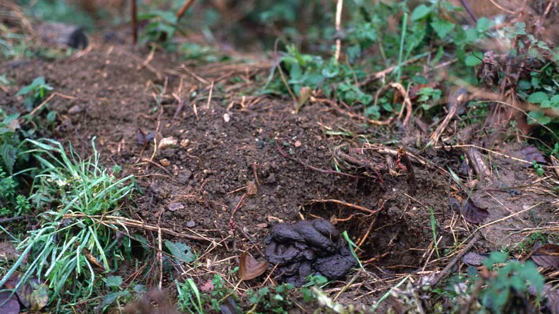 Badger poo in a latrine dug into damp earth
