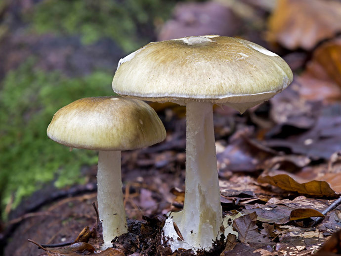 Umbraco.Cms.Infrastructure.PublishedCache.Property