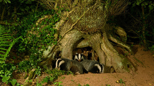 Badger mother and cubs leaving sett under tree roots