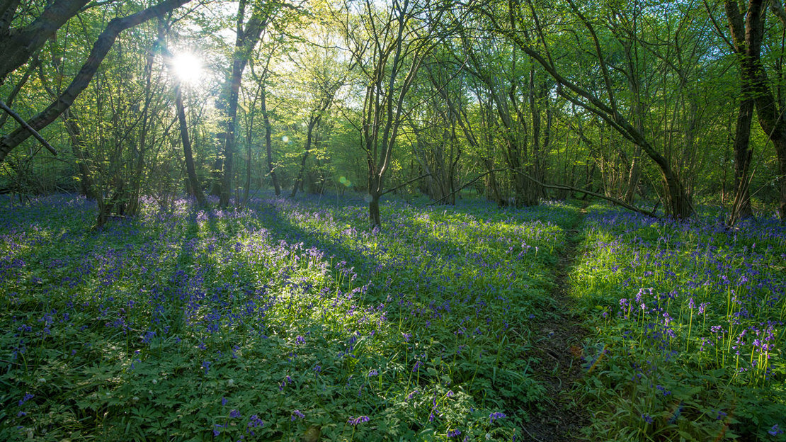 Dappled sunlight shining through broadleaf woodland onto bluebells