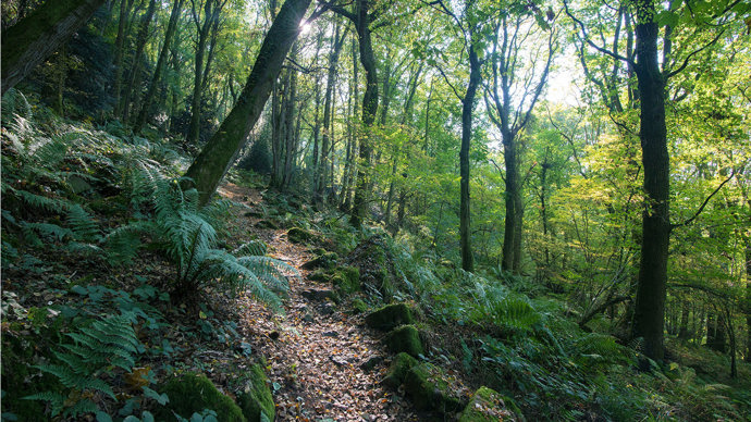 Path leading through broadleaf woodland with ferns growing nearby