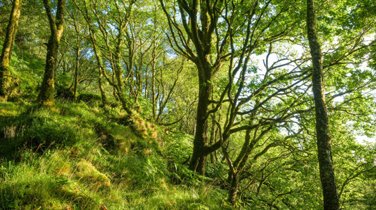 Lush bright green woodland on a hillside