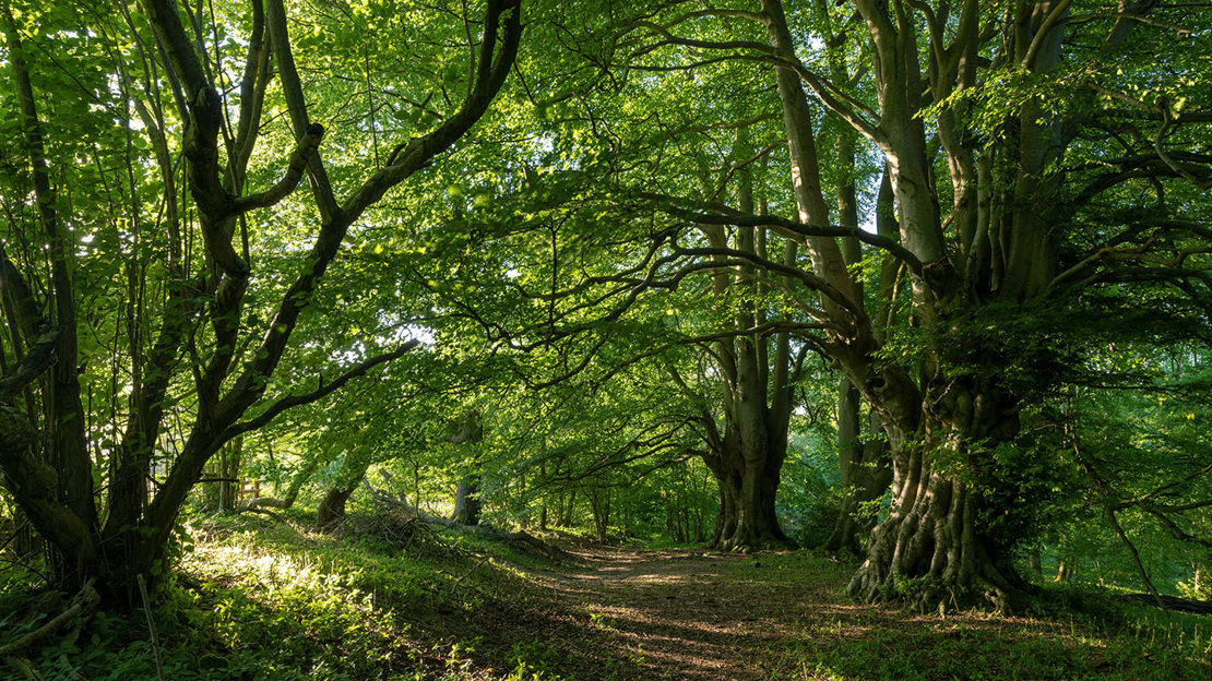 Dappled sunlight on a path through broadleaf woodland