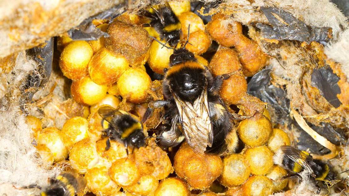 Buff-tailed bumblebee queen and workers on nest cells