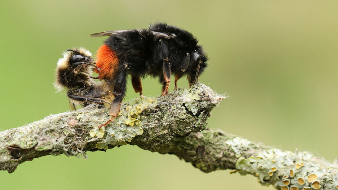 Male and female red-tailed bumblebee mating on twig
