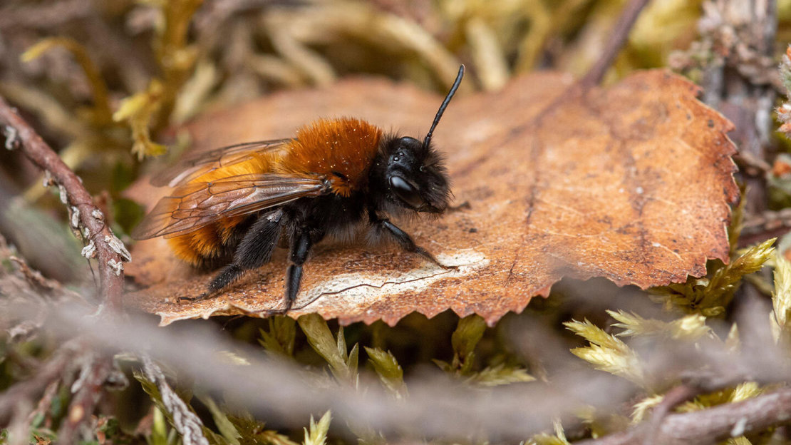 Tawny mining bee sitting on brown autumn leaf