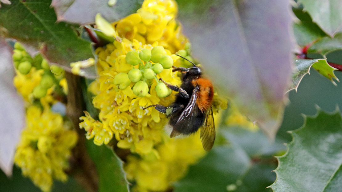 Tree bumblebee collecting pollen from Mahonia