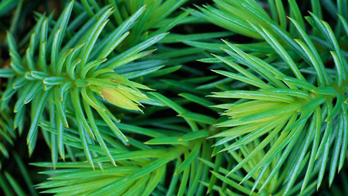 Sitka spruce leaves