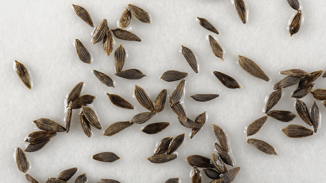 Seeds on wet paper pulp