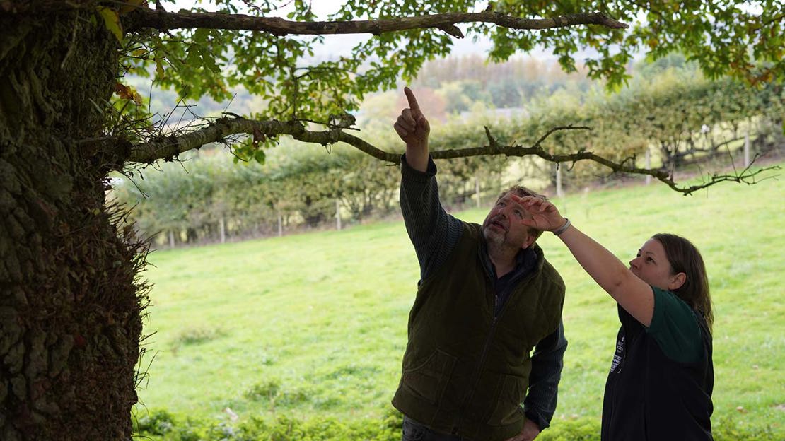 People looking an an ancient tree on Dol Llys Farm