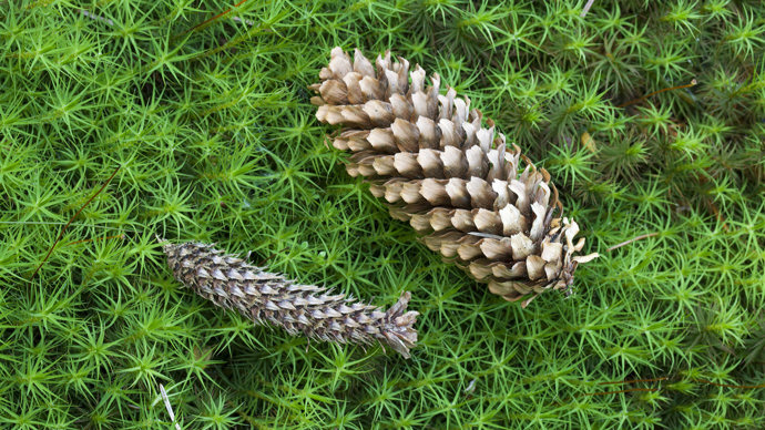 Sitka spruce pine cones
