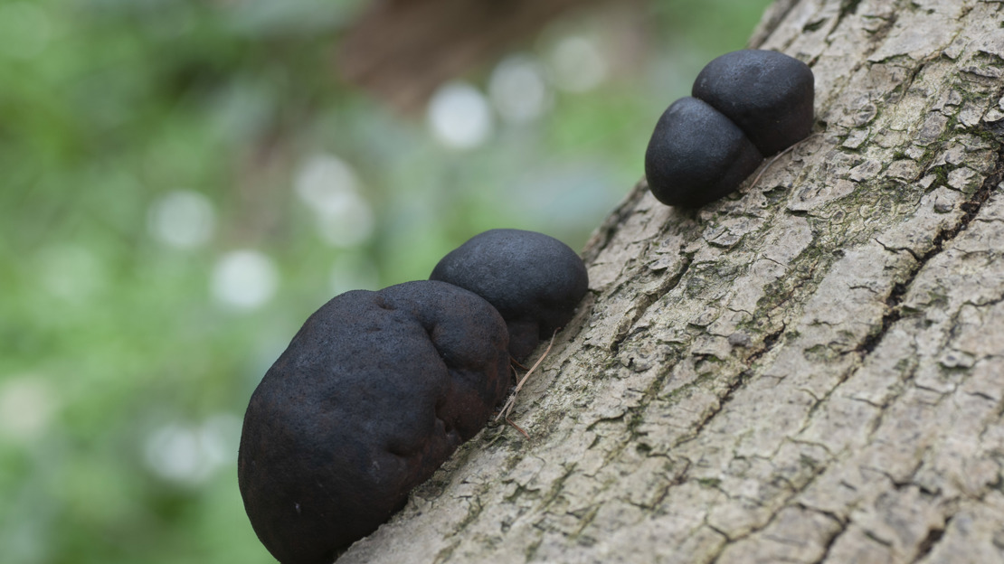 Four black King Alfred's cake mushrooms on a tree branch