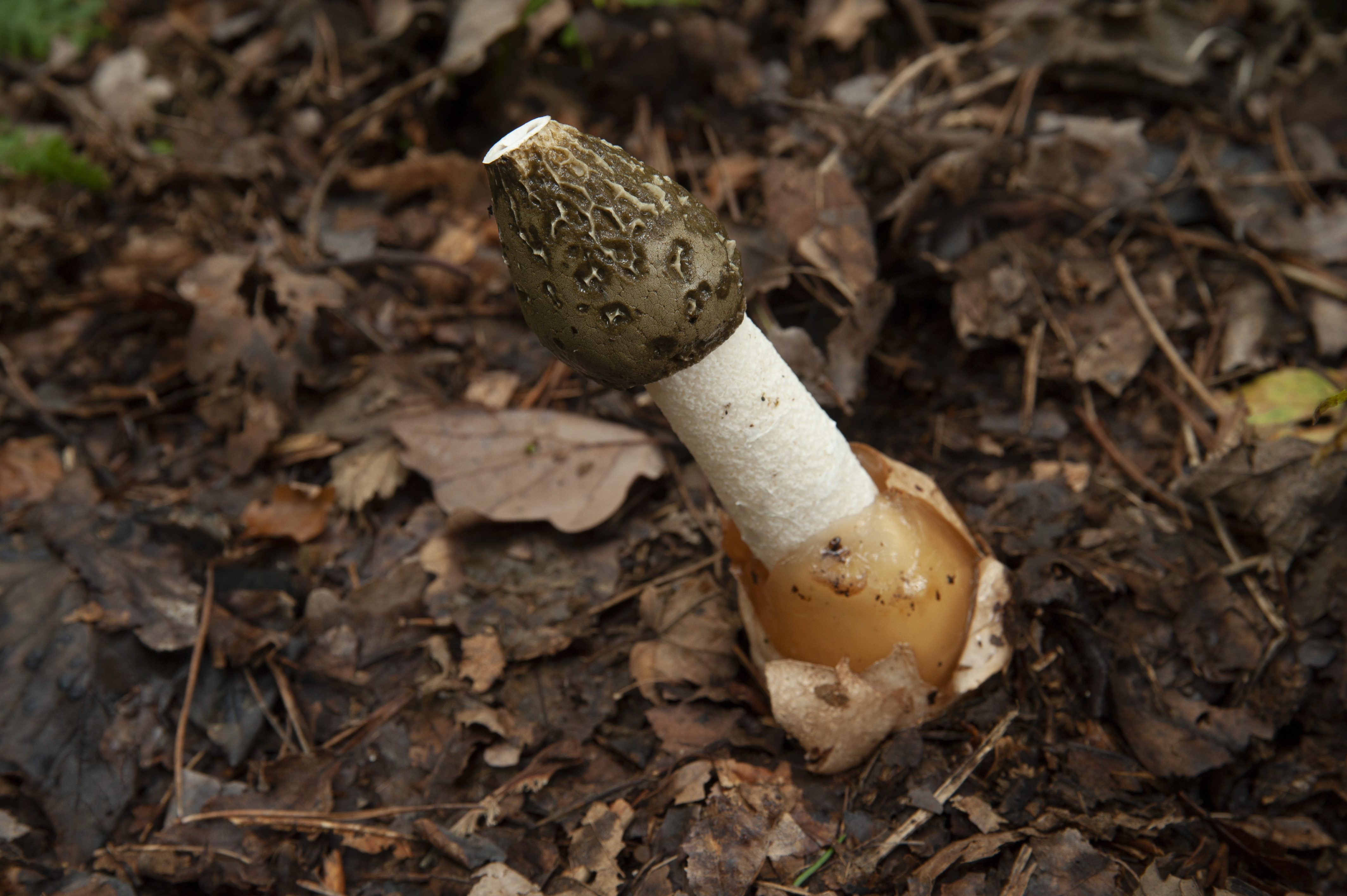 7 funny fungi names to help mushroom identification - Woodland Trust