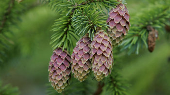 Sitka spruce pine cones Sitka spruce pine cones