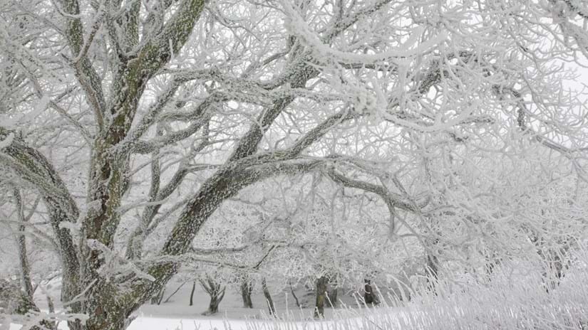 tree-branches-covered-in-snow-wtml-1081403-jane-corey.jpg?anchor=center&mode=crop&width=825&height=464&rnd=133147083260000000