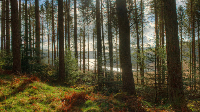 Sitka spruce plantation near Llyn Clywedog