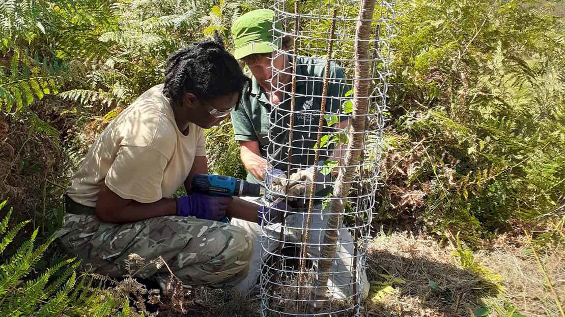 Two people installing a cactus guard around a newly established tree