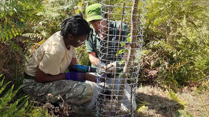 Two people installing a cactus guard around a newly established tree