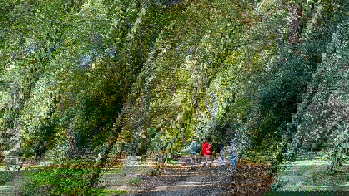 Four people in coats and hats with a dog walk along a woodland path beneath tall leafy trees