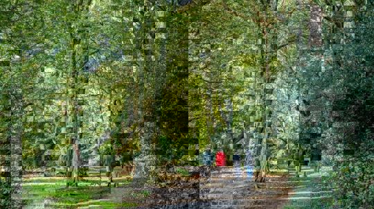 Four people in coats and hats with a dog walk along a woodland path beneath tall leafy trees