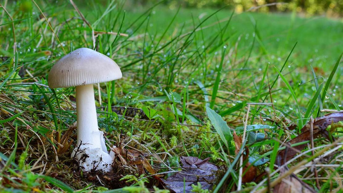 Grisette mushroom growing from green grass