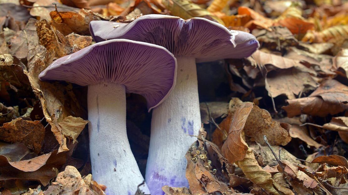 Two purple wood blewit mushrooms growing out of autumn leaves
