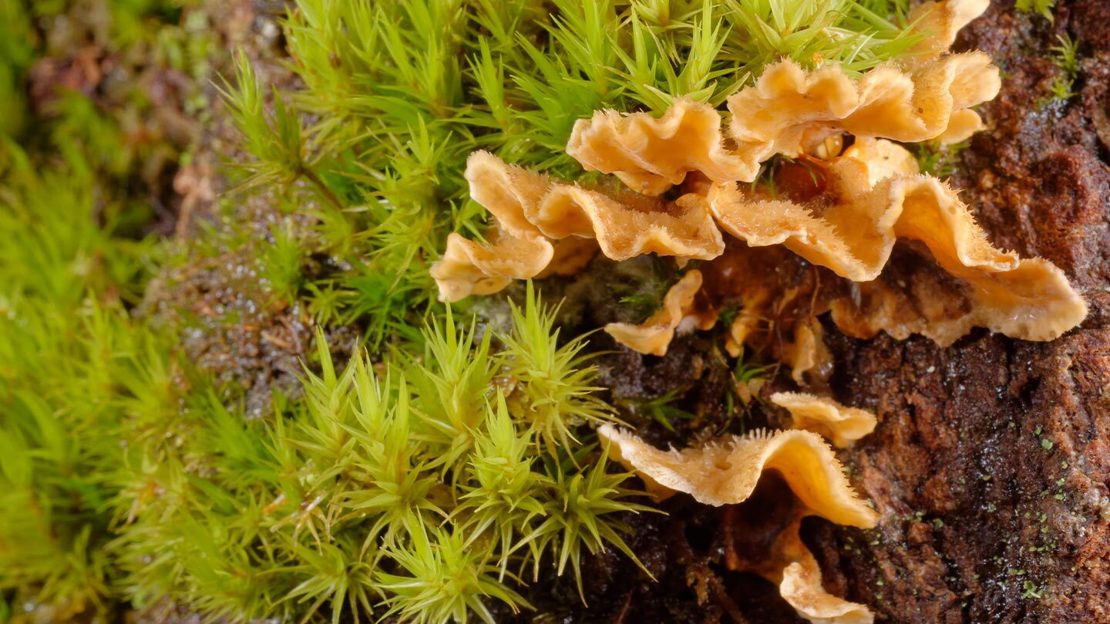 Hairy curtain crust fungus growing from mossy log