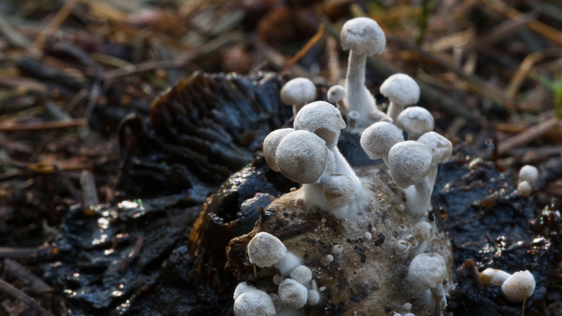 White silky piggyback mushrooms growing out of blackened remains of a fungus