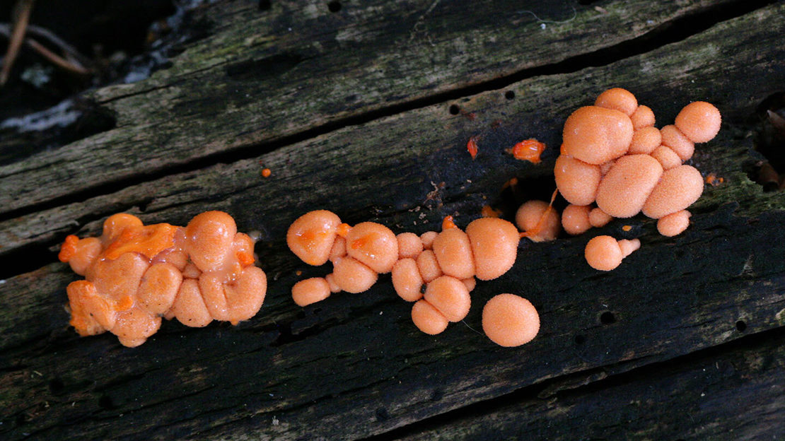 Pink blobs of wolf's milk slime mould on wood