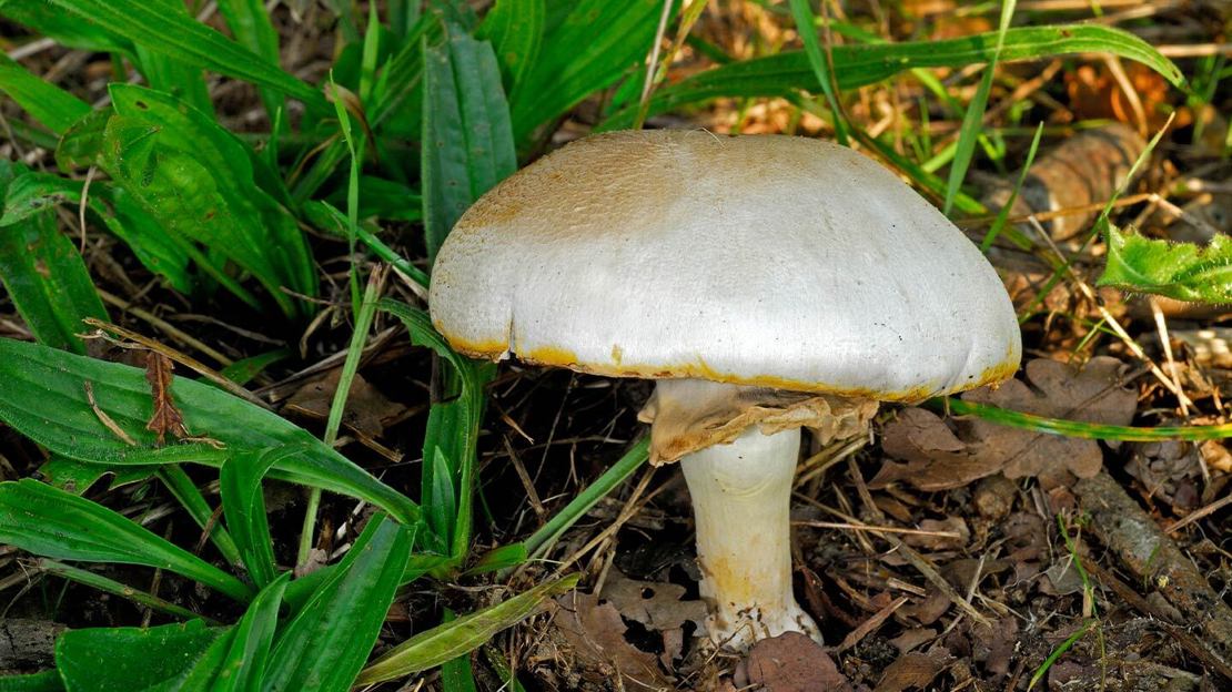 Yellow stainer mushroom showing chrome yellow rim against grey cap