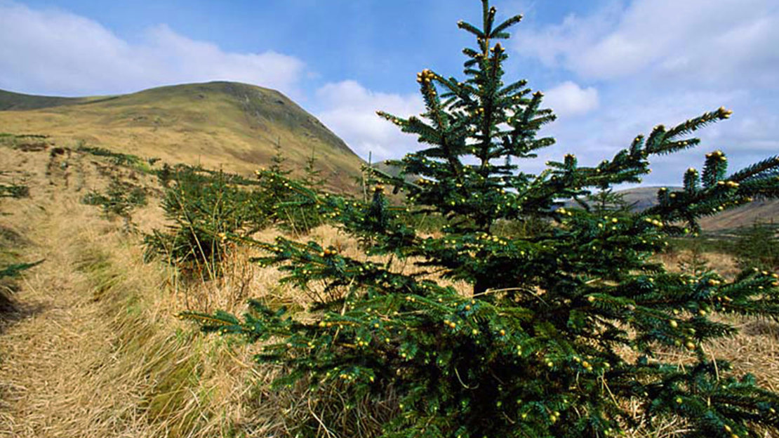 Sitka spruce against landscape